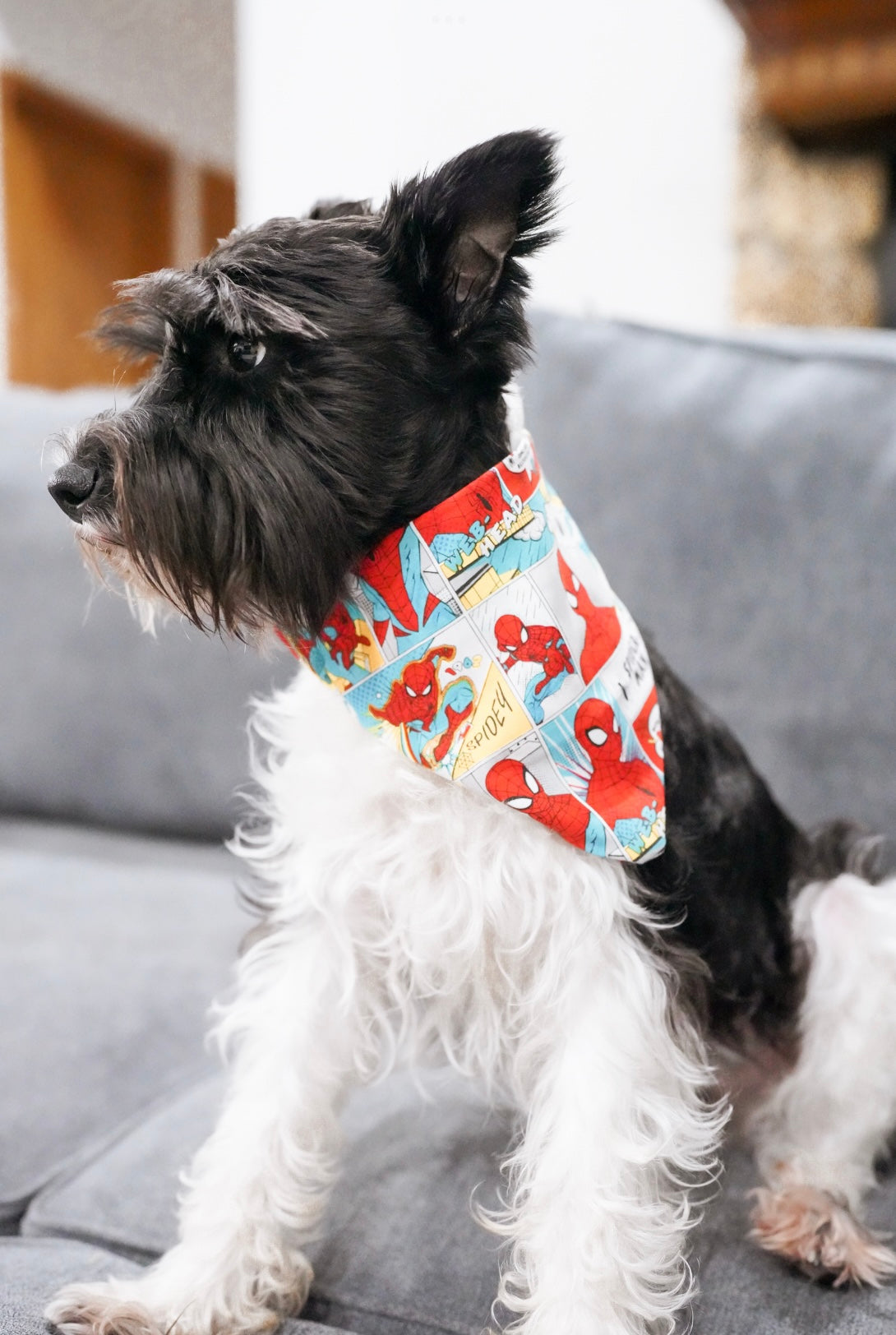 Spider Doggy Bandana