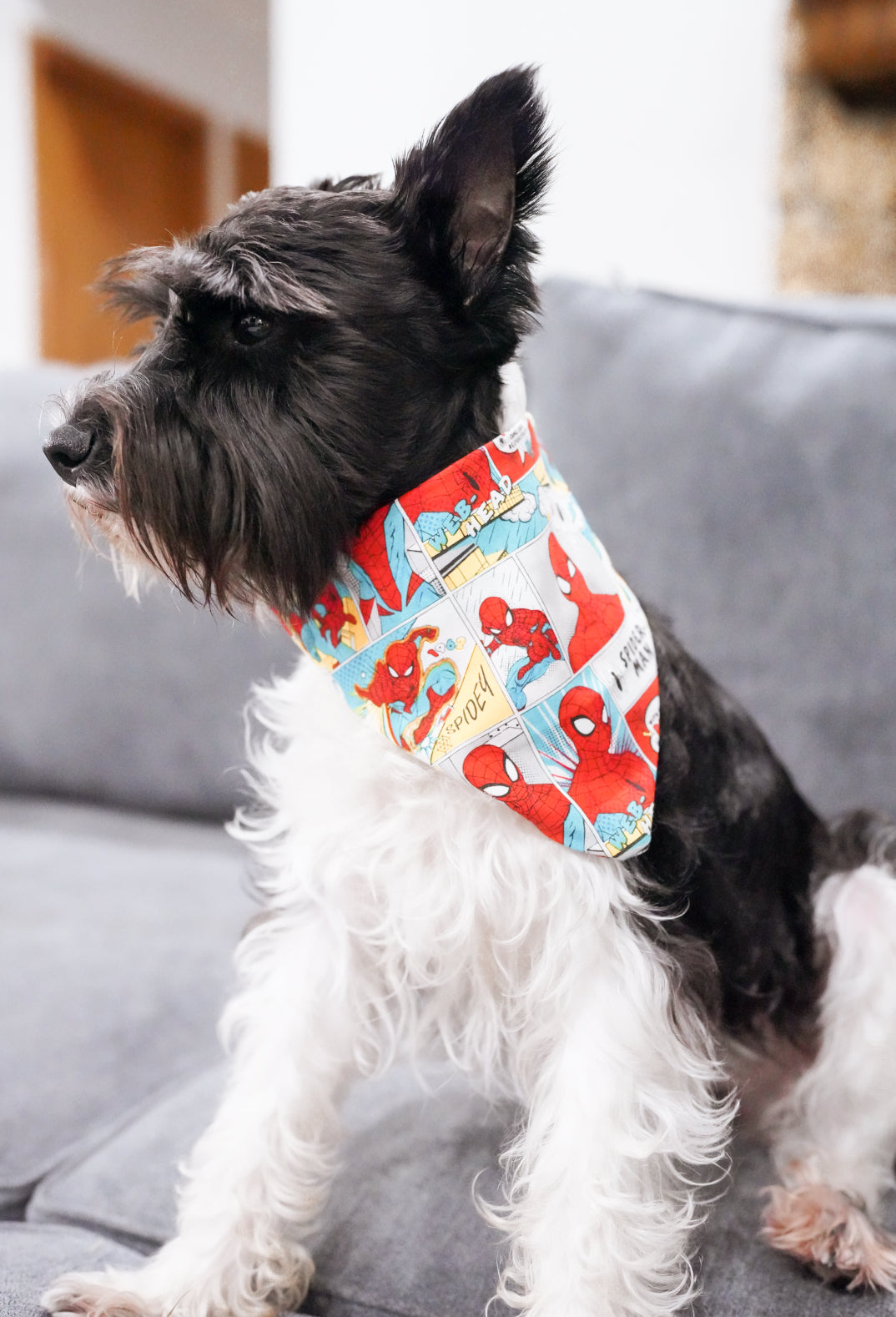 Spider Doggy Bandana