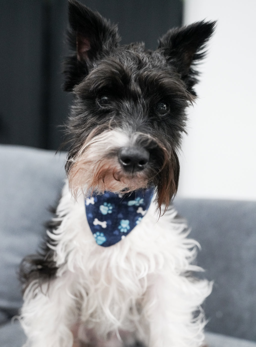 Dark blue paw print Doggy Bandana