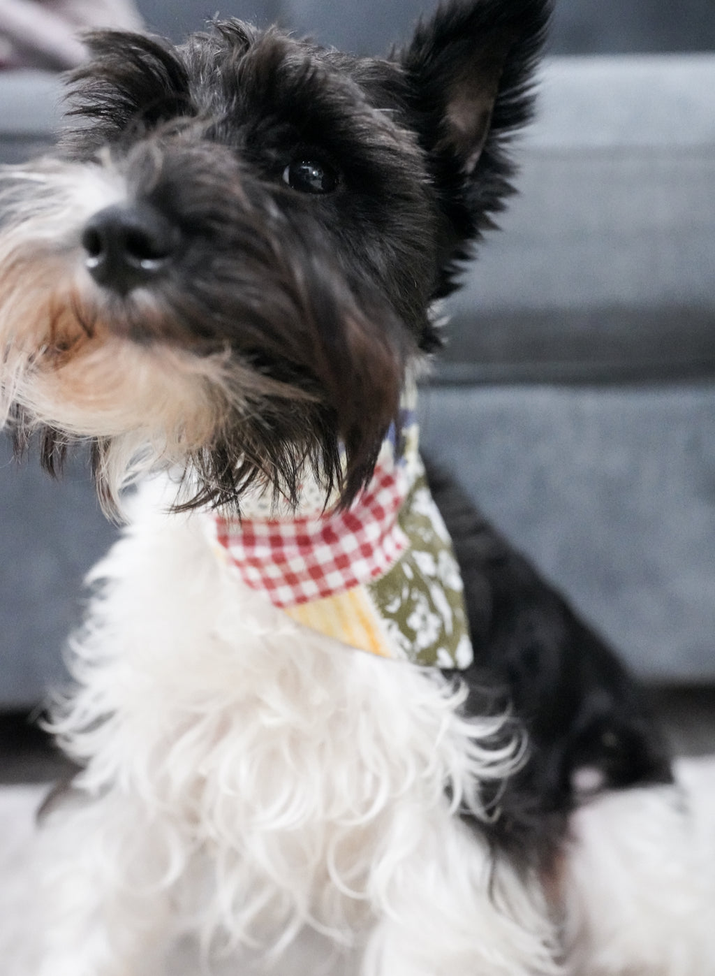 Pattern Doggy Bandana