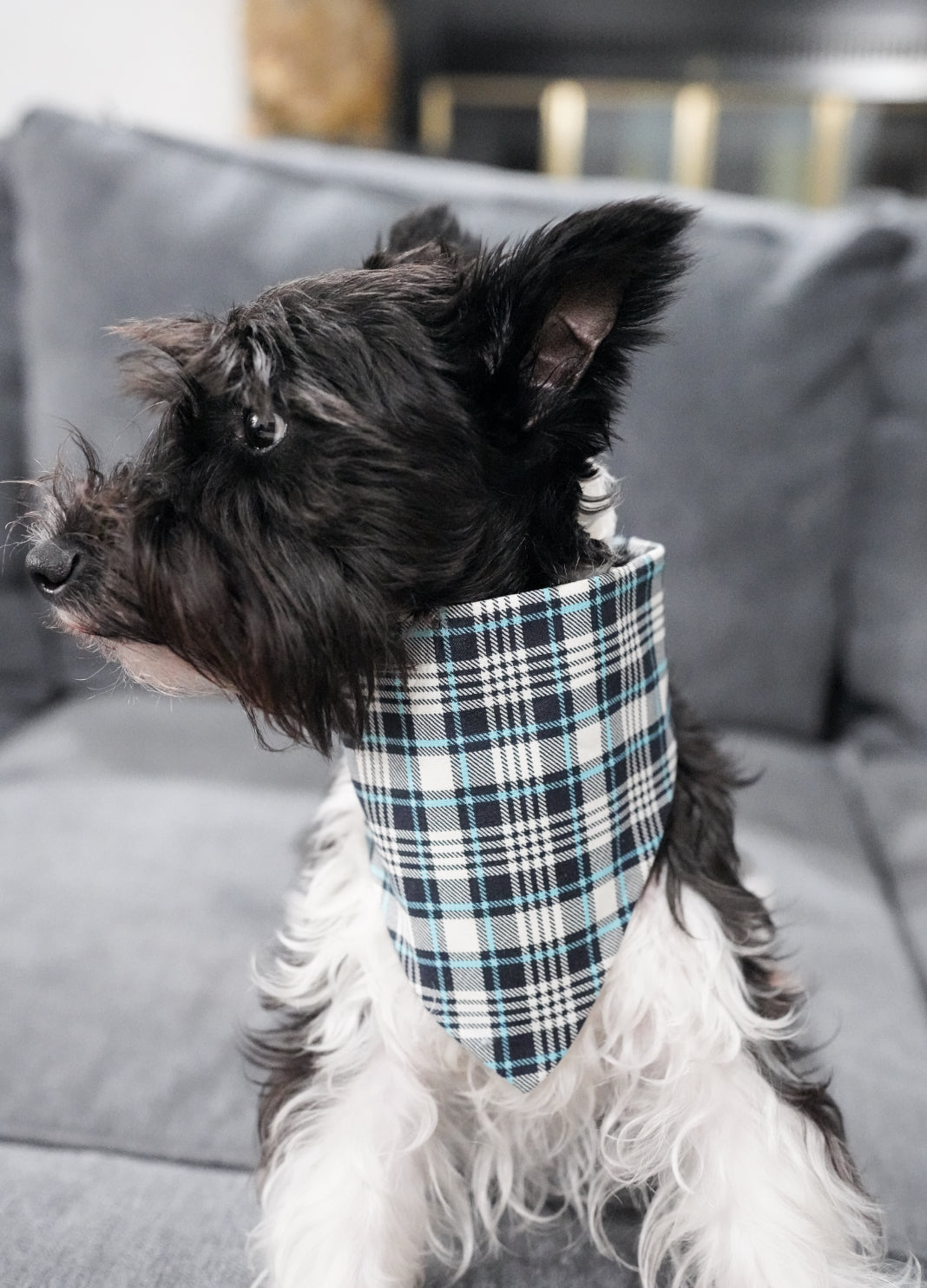 Blue Plaid Doggy Bandana