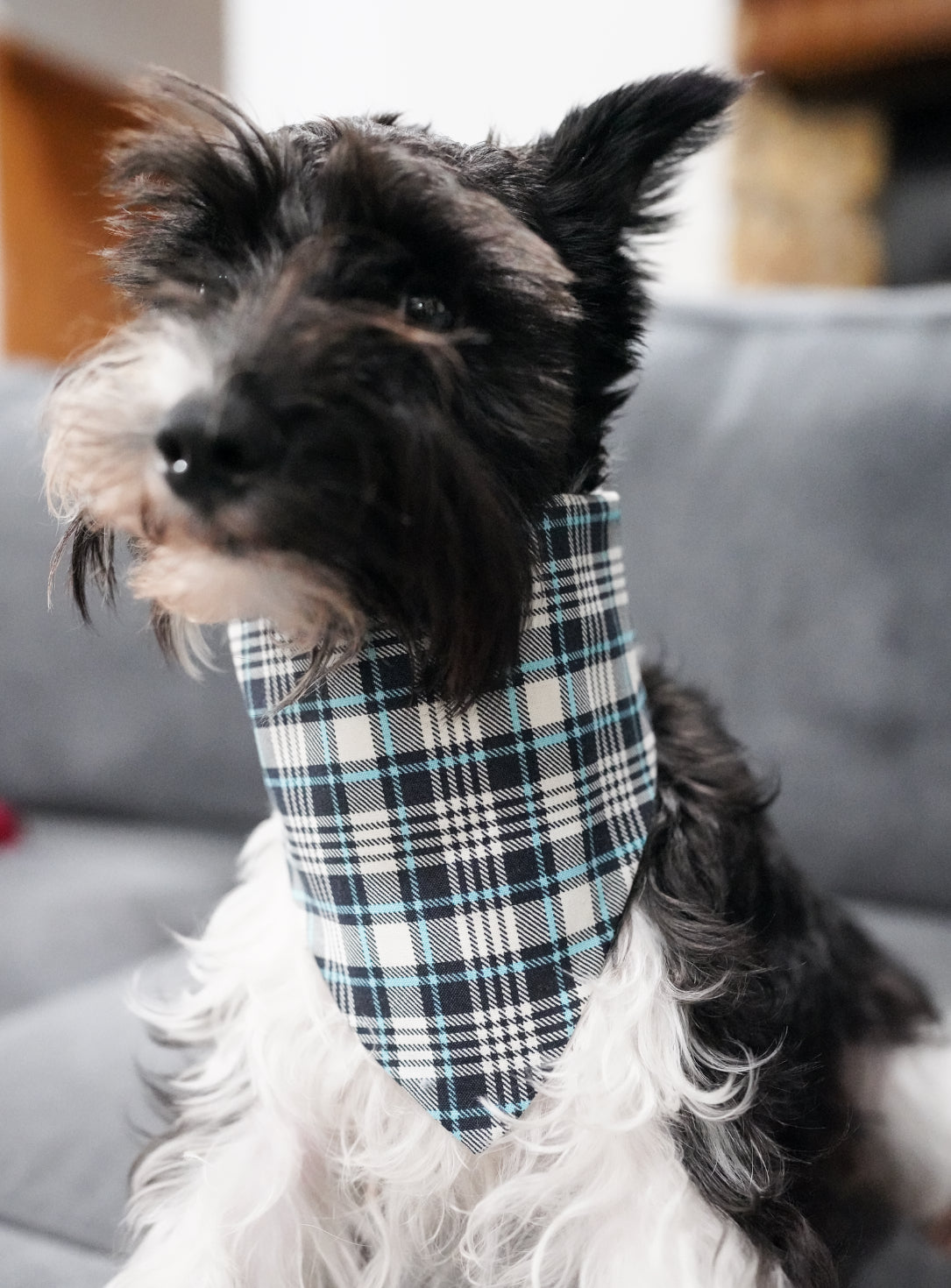 Blue Plaid Doggy Bandana