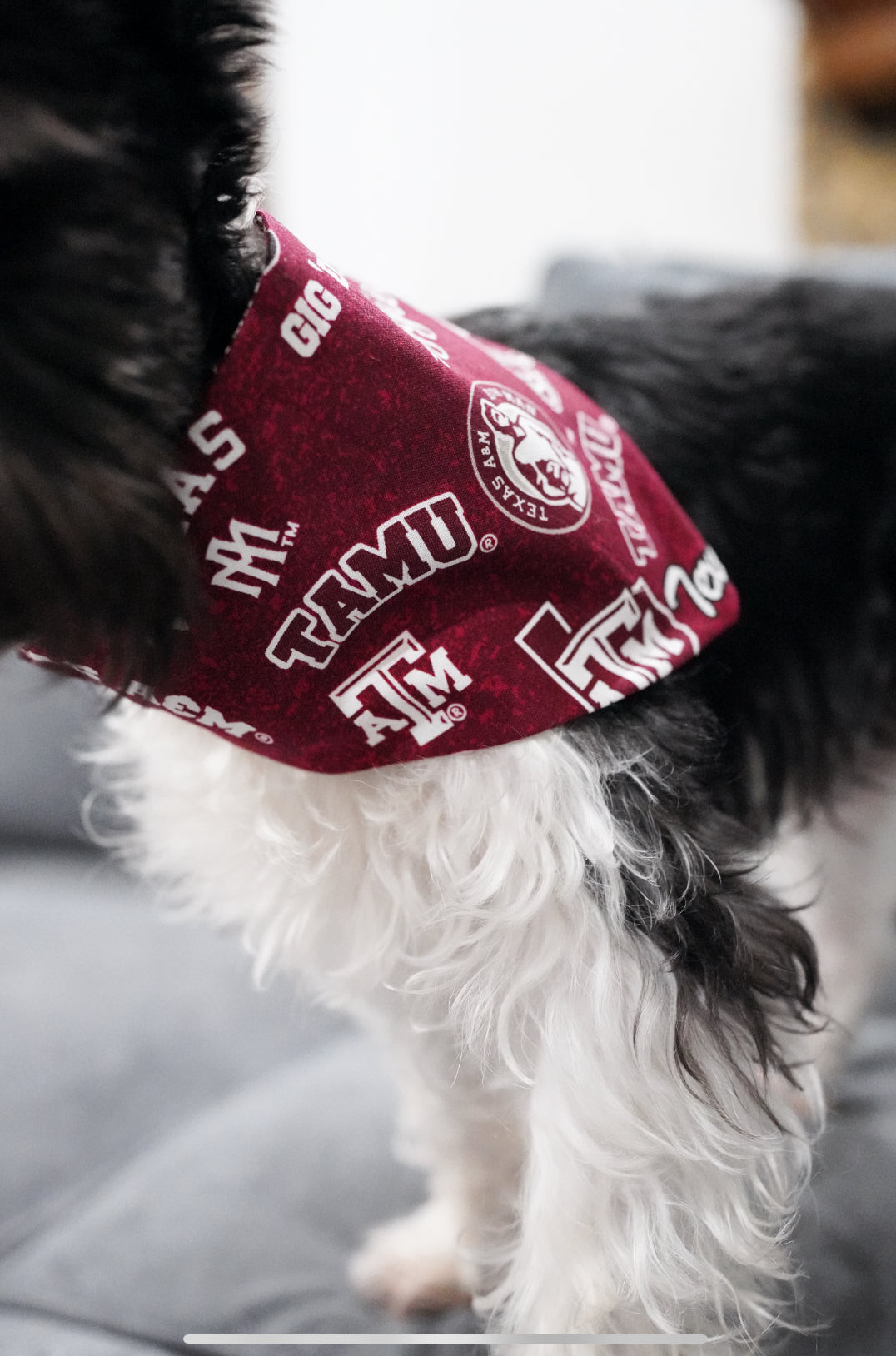 Maroon College Doggy Bandana