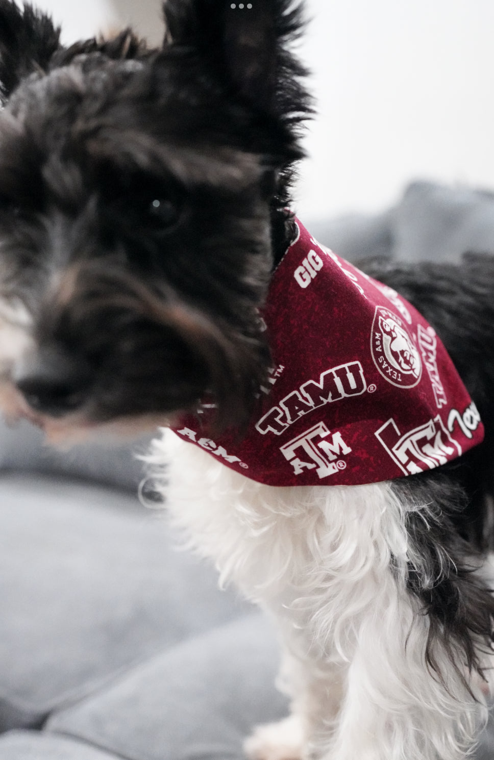Maroon College Doggy Bandana
