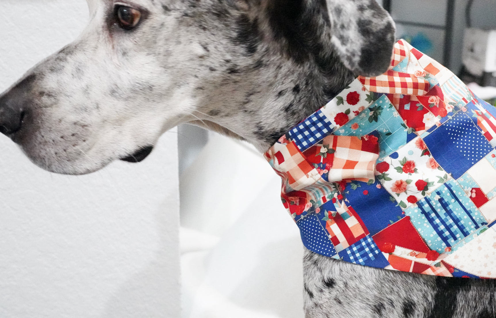 Blue/Red Doggy Bandana