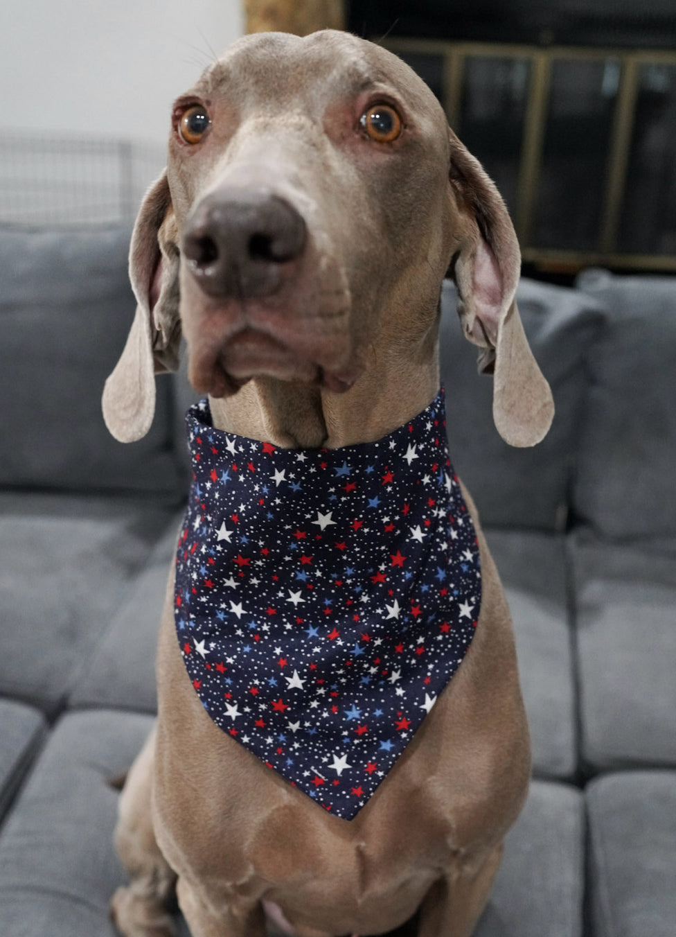 Blue/Red Stars Doggy Bandana