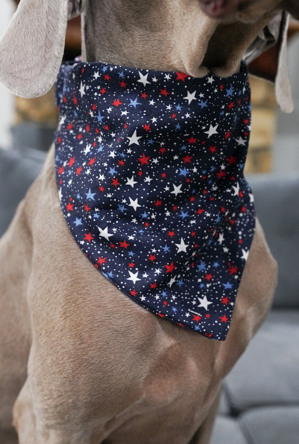 Blue/Red Stars Doggy Bandana