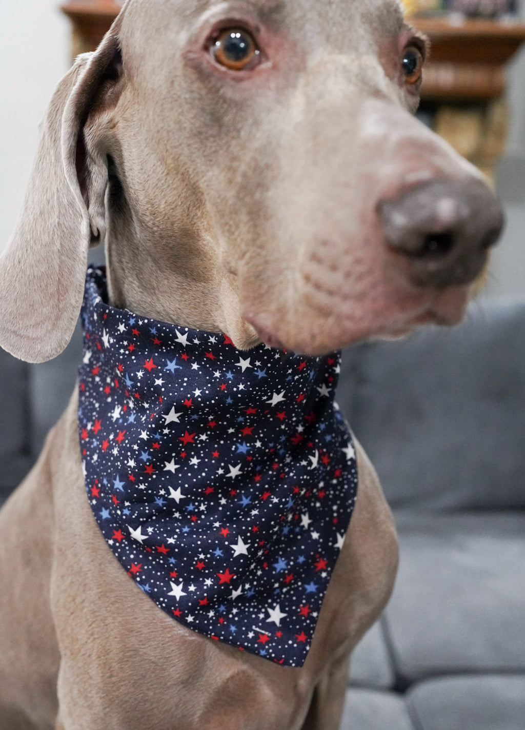 Blue/Red Stars Doggy Bandana