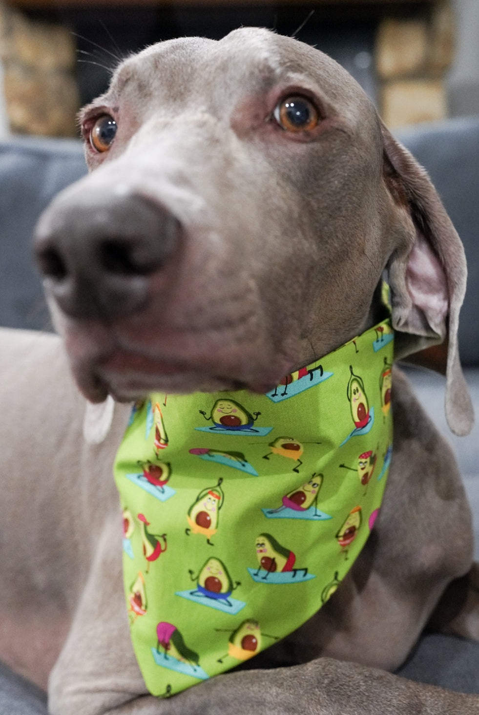 Avocado Doggy Bandana