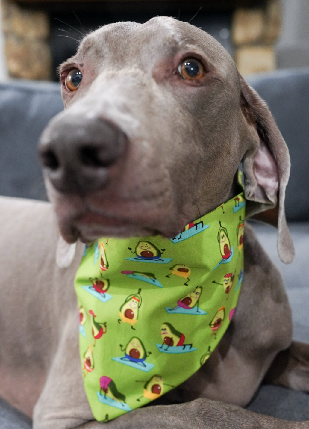Avocado Doggy Bandana
