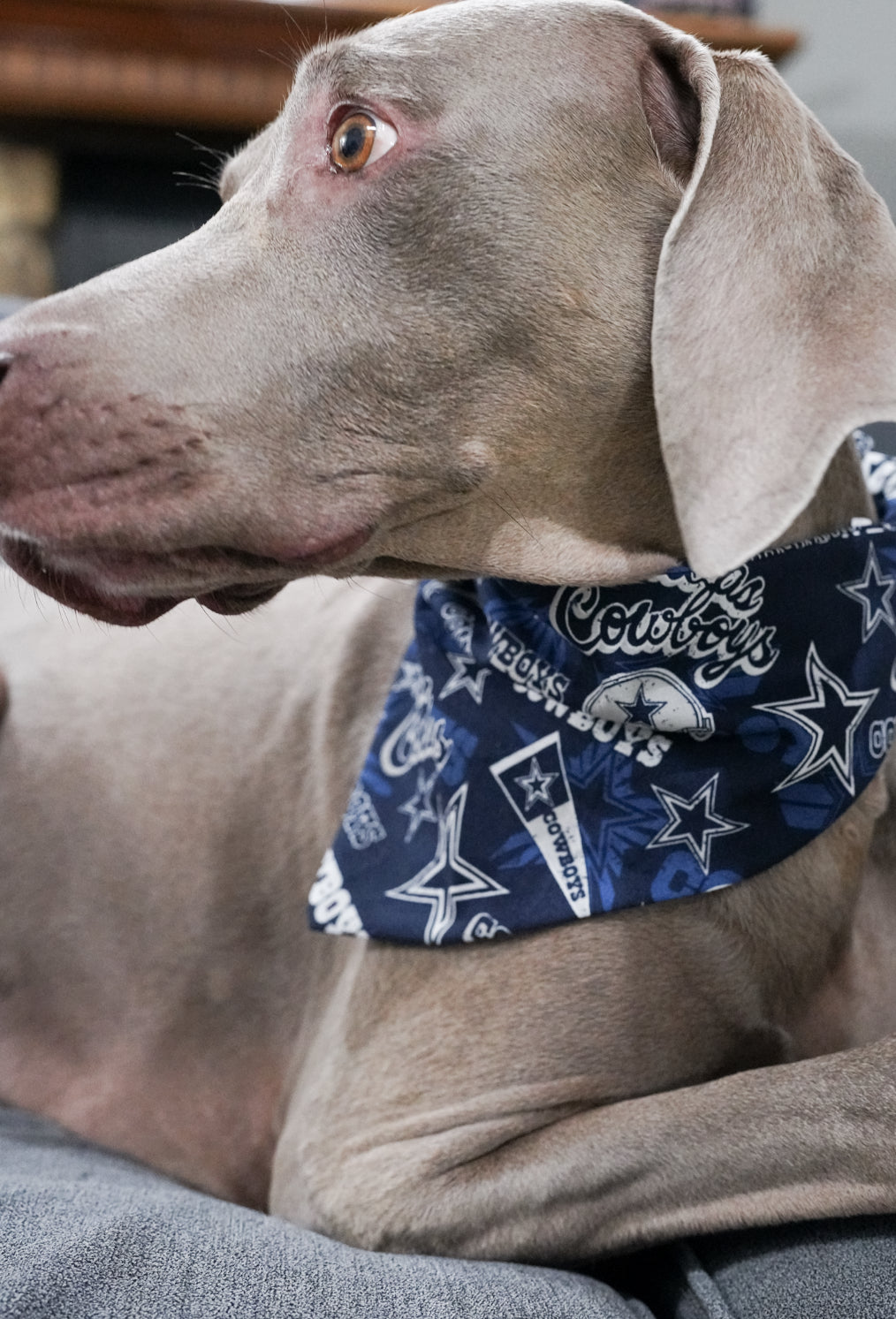Cowboys Doggy Bandana